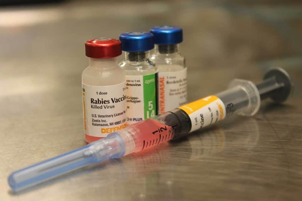 Cat Vaccines Low Cost Spay Neuter Clinic Cat Vaccines Low Cost Spay Neuter Clinic
